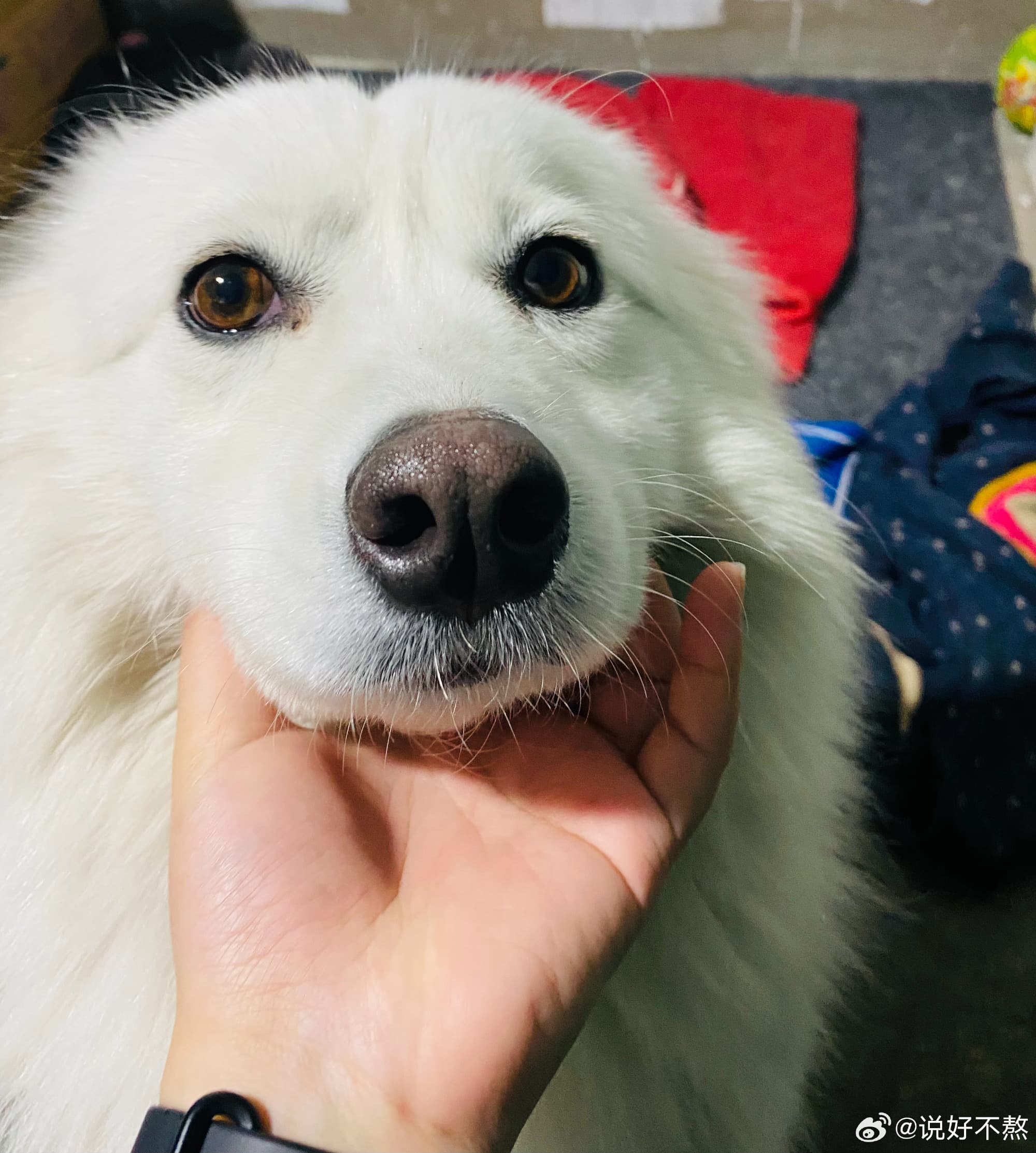 飼主養了薩摩耶7年,對愛犬有深厚感情。(翻攝飼主微博)