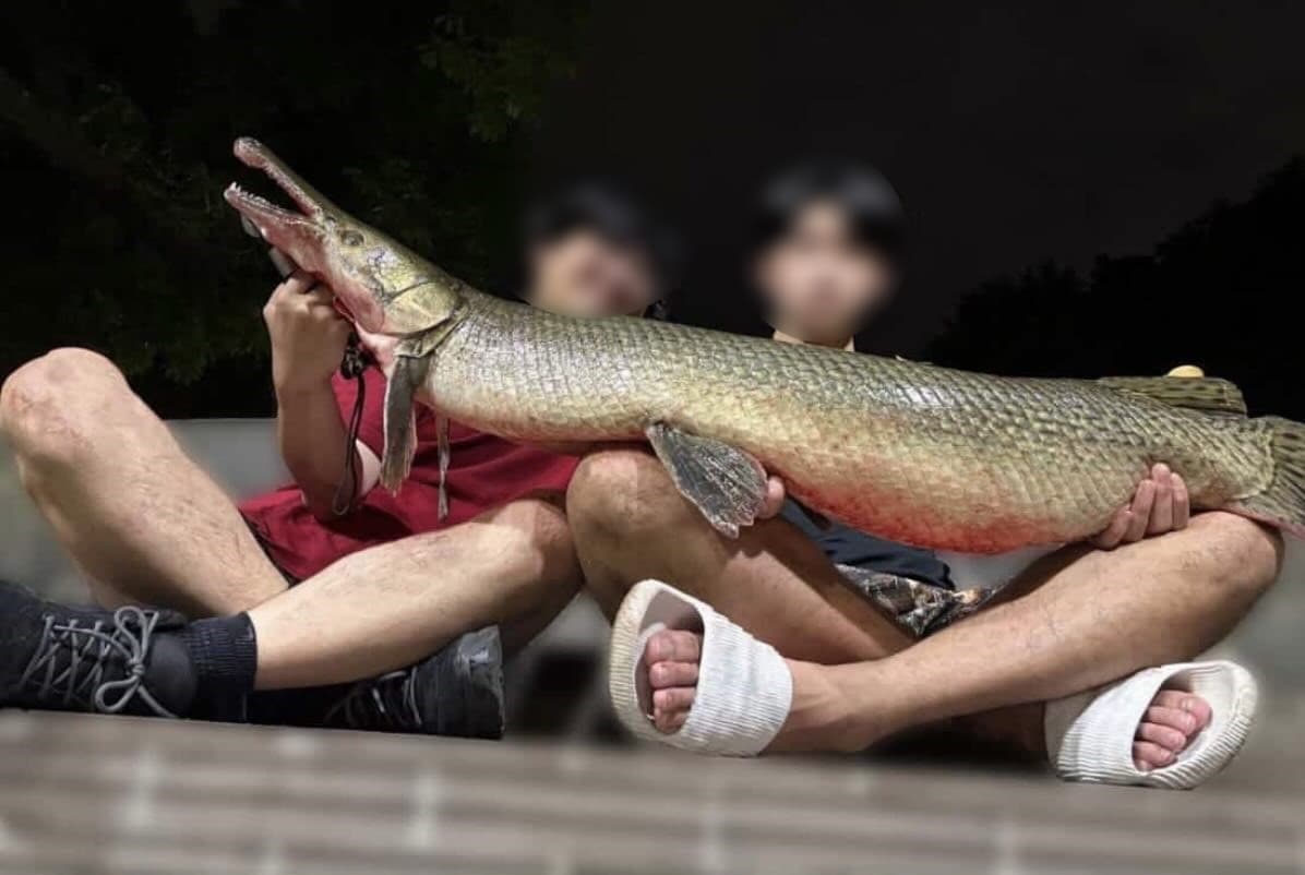 自稱成大釣魚社外來種清除小隊的2人與公園水池內的鱷雀鱔合影。(翻攝臉書)
