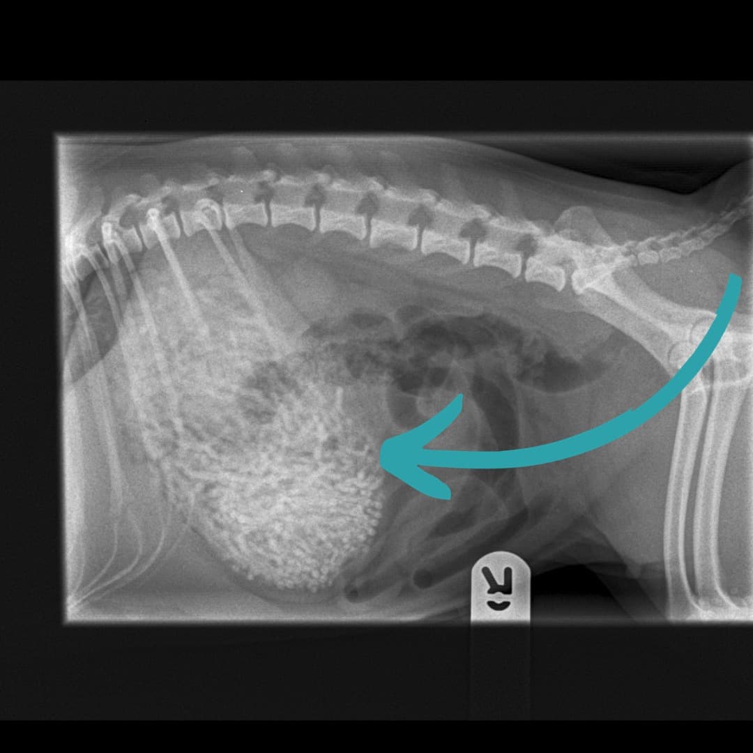 獸醫從X光發現哈姆腹部裡有奇怪東西。(翻攝自臉書Newton Clarke Veterinary Surgeons)