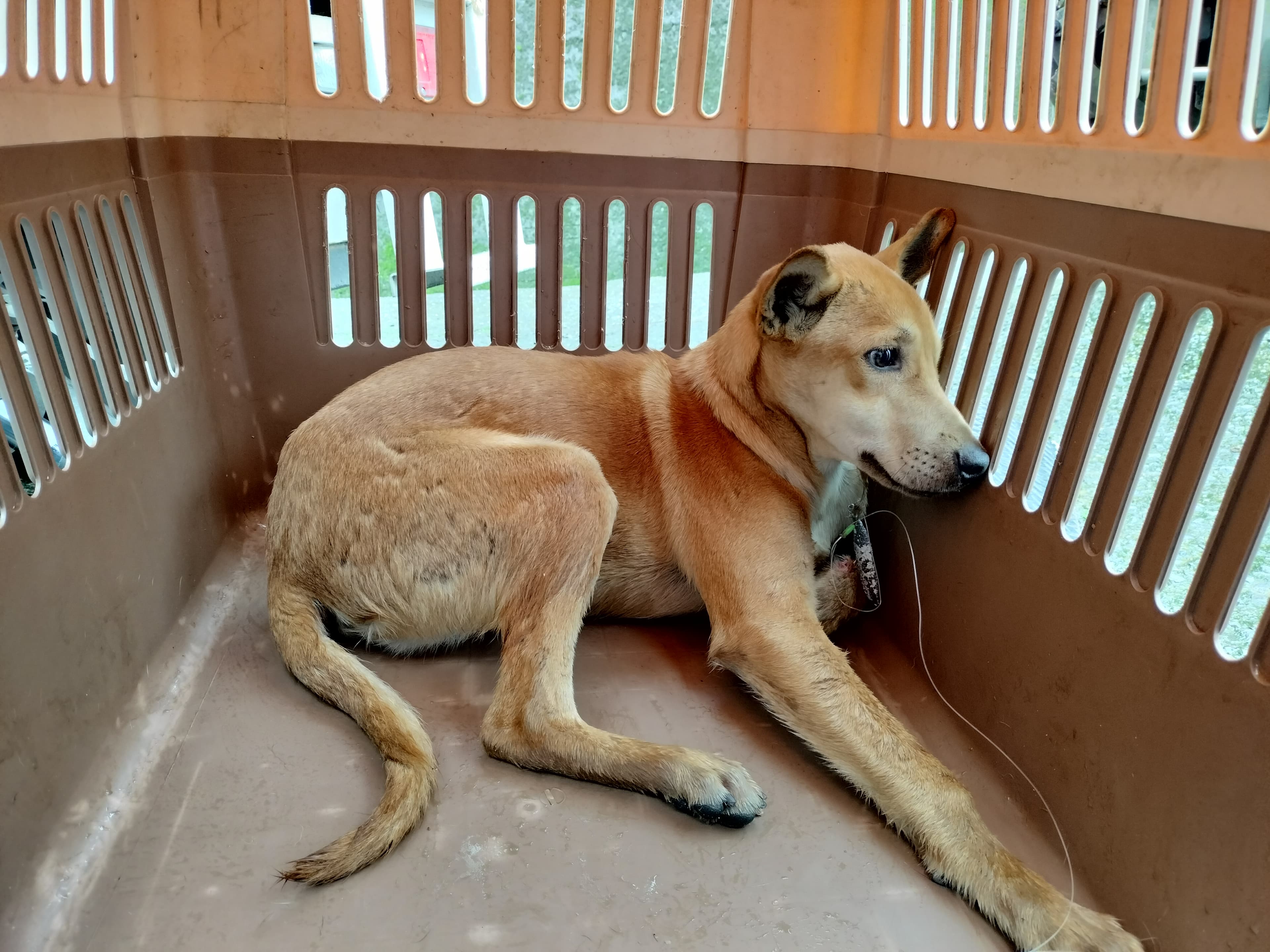 犬隻臉頰及左前肢遭魚鉤穿刺疼痛無法動彈。(新北動保處提供)