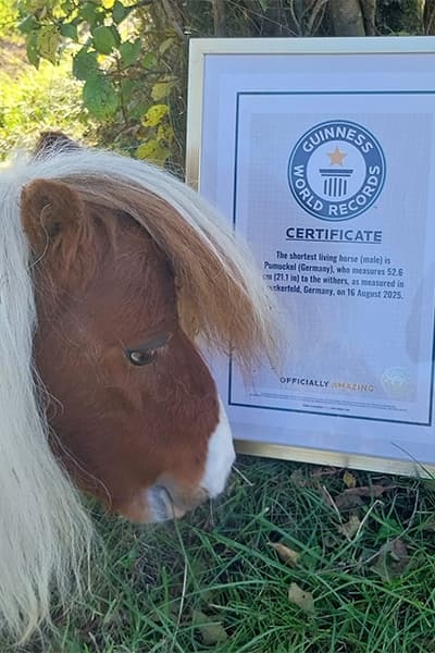 噗姆可憑52.6公分身高,打破金氏世界紀錄。(翻攝guinnessworldrecords.com)