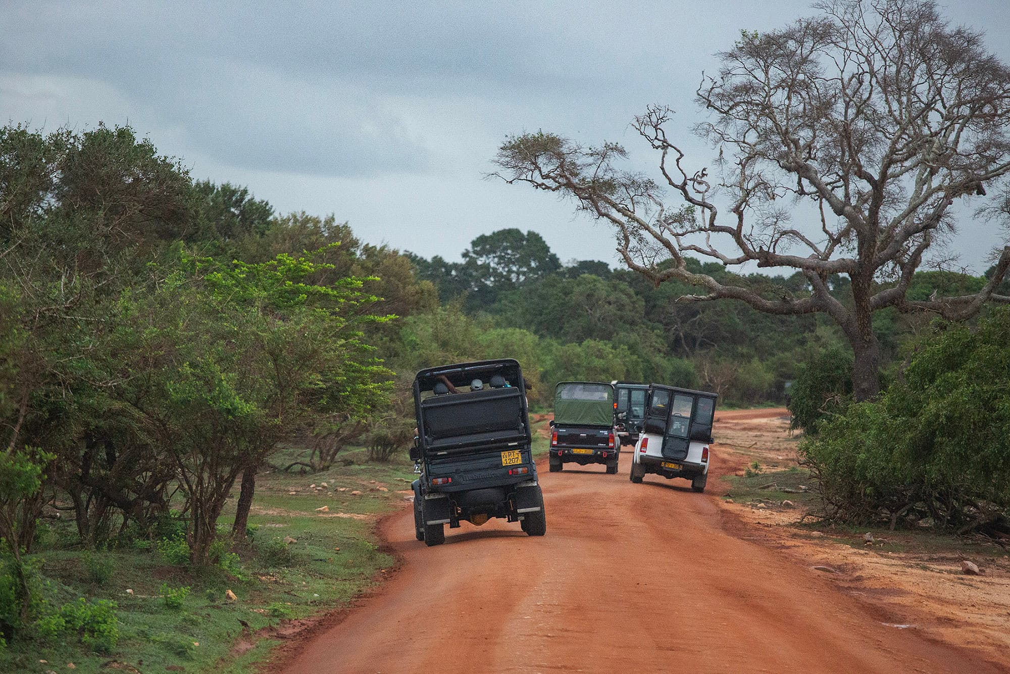 清晨的斯里蘭卡「雅拉國家公園(Yala National Park)」,敞篷吉普車慢慢駛入紅土荒野,空氣裡夾帶泥土與草木的香氣。