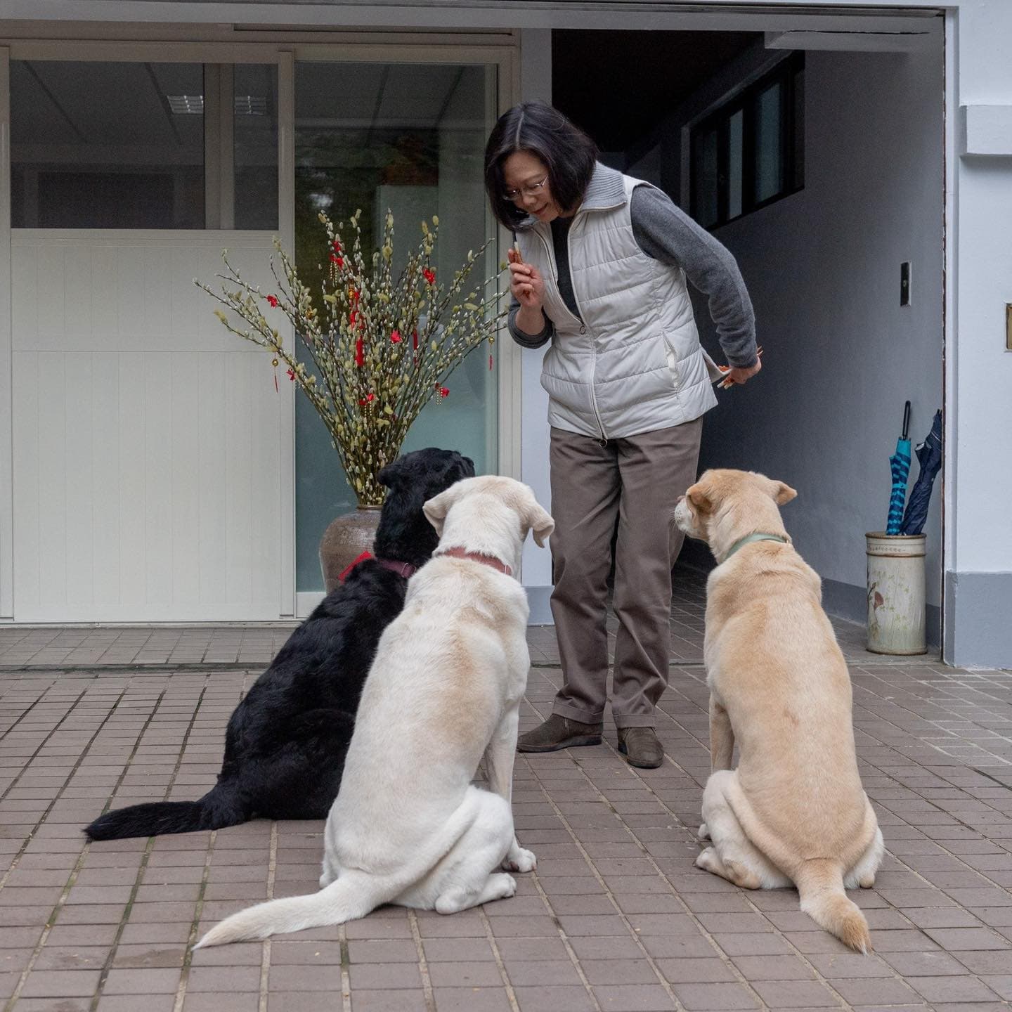 蔡英文和三隻愛犬充滿溫馨回憶。(翻攝臉書@蔡英文 Tsai Ing-wen)